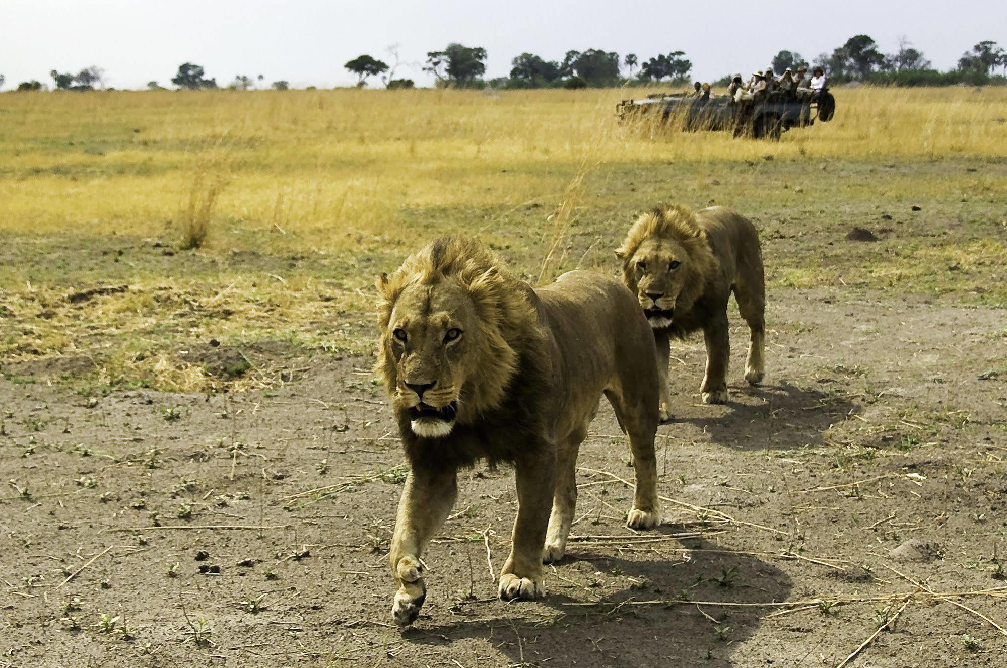 Selinda Camp Hotell Selinda Reserve Exteriör bild